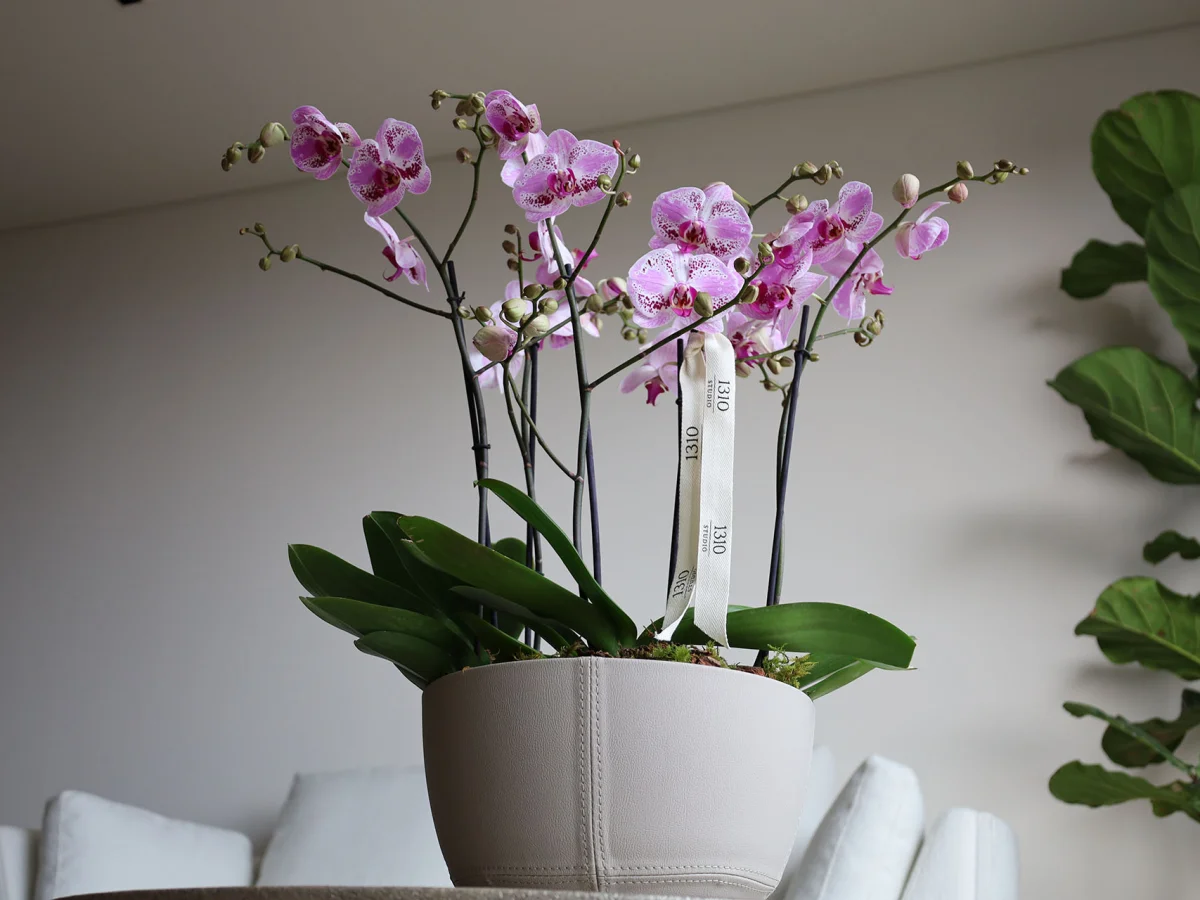 Orquídeas