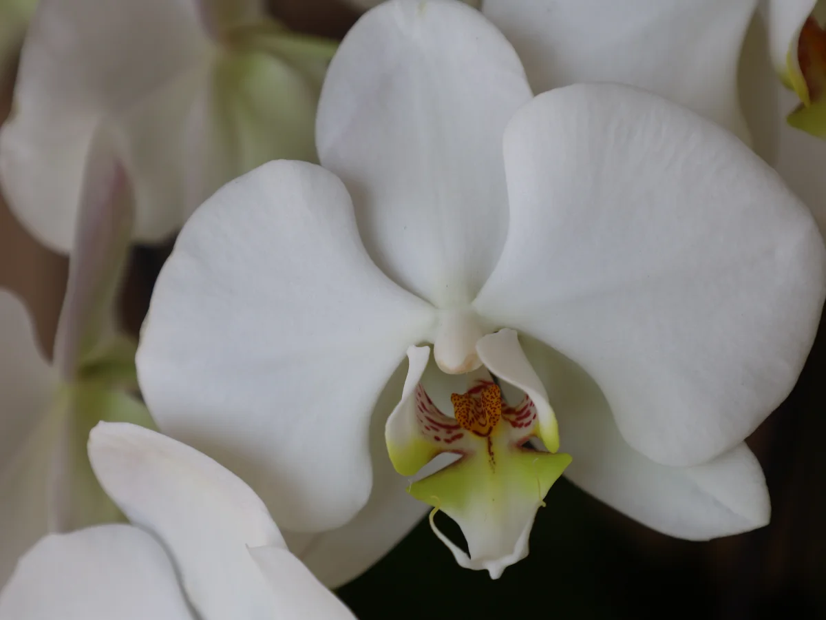 Orquídeas