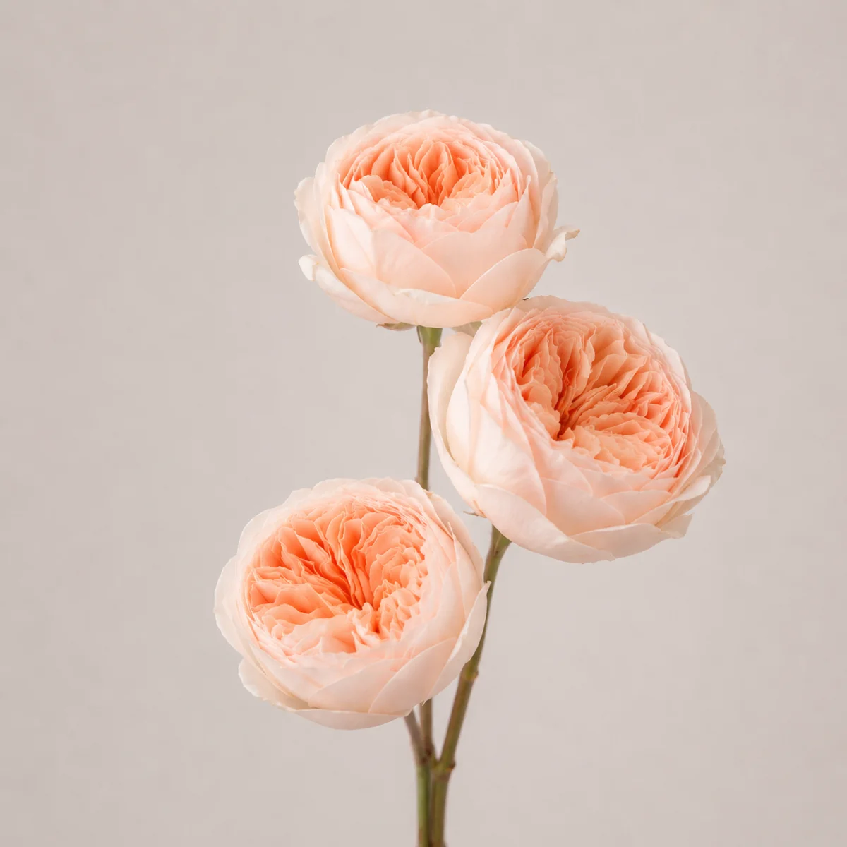Rosa inglesa