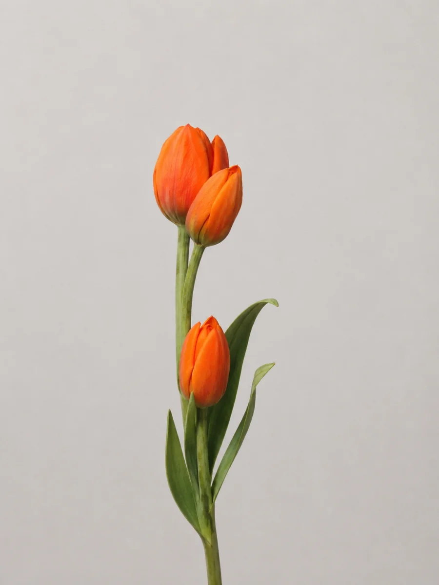 Tulipán
