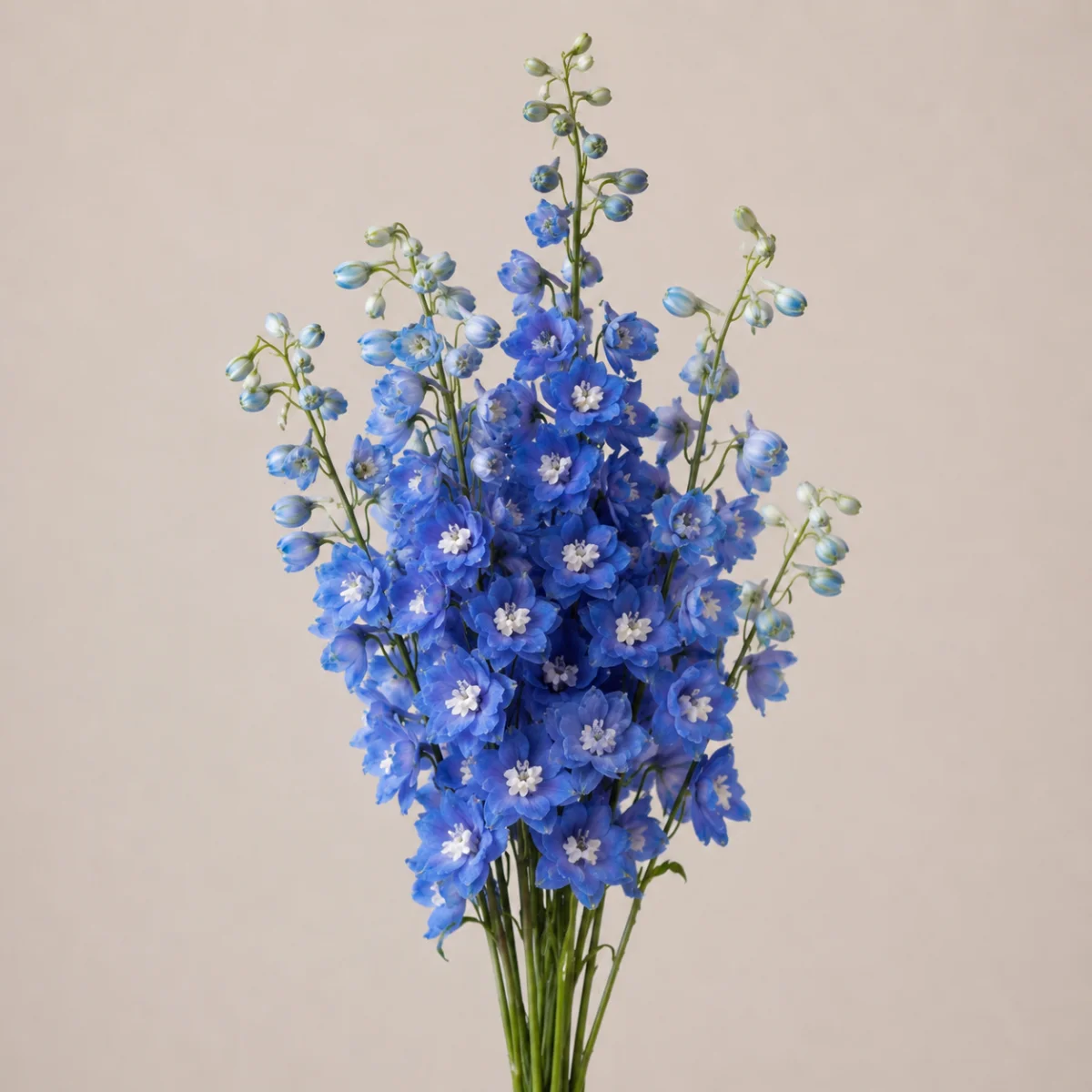 Delphinium