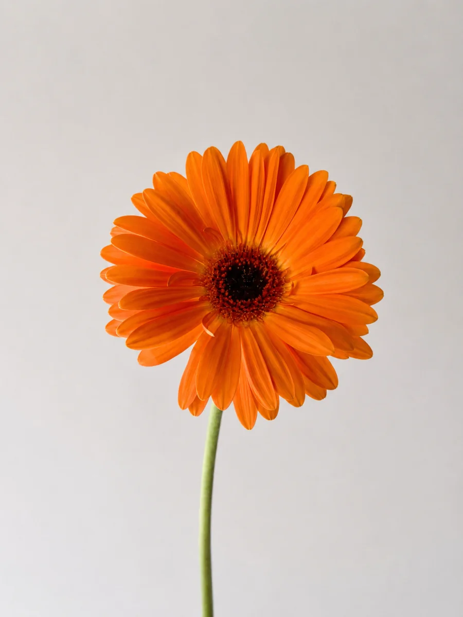 Gerbera