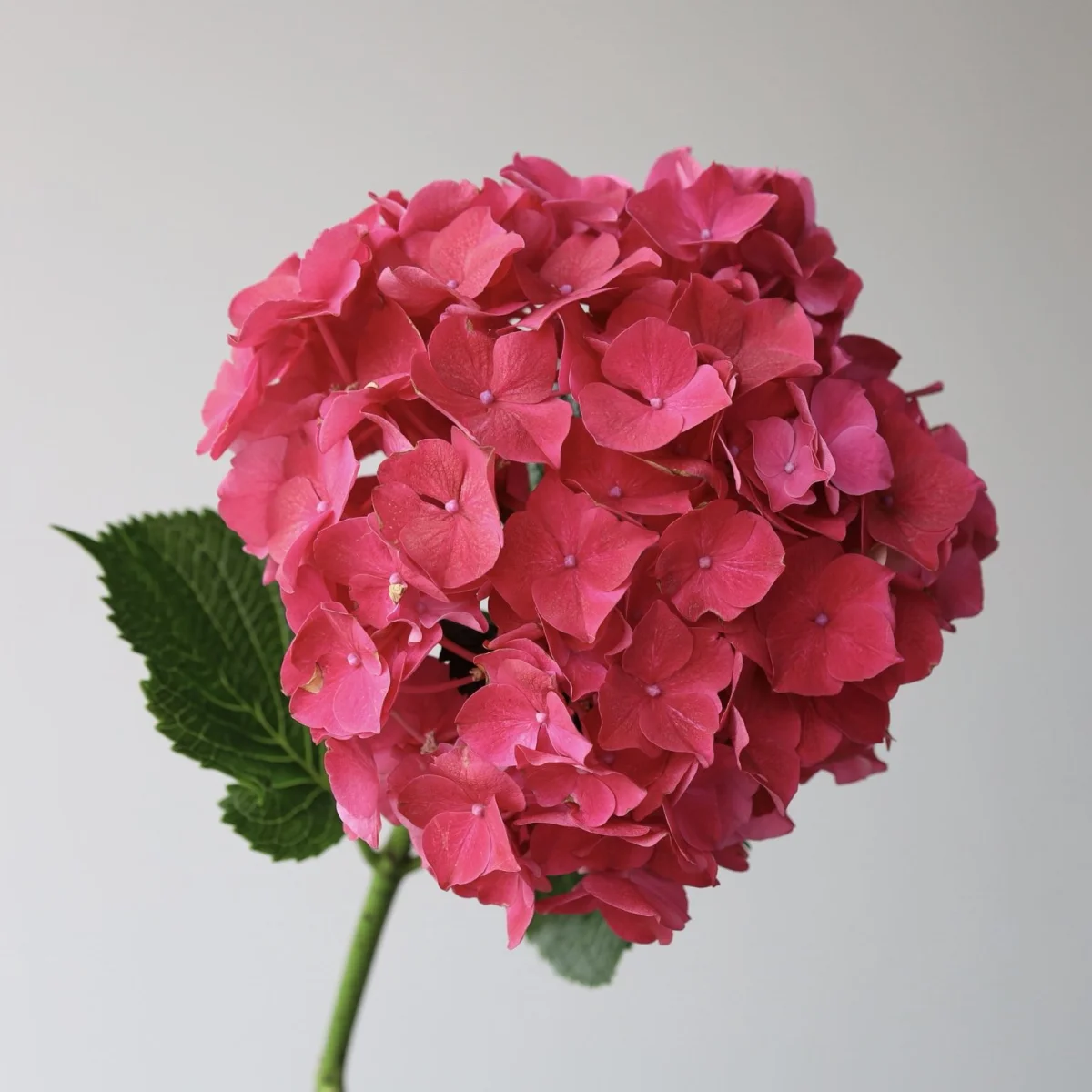 Hortensia