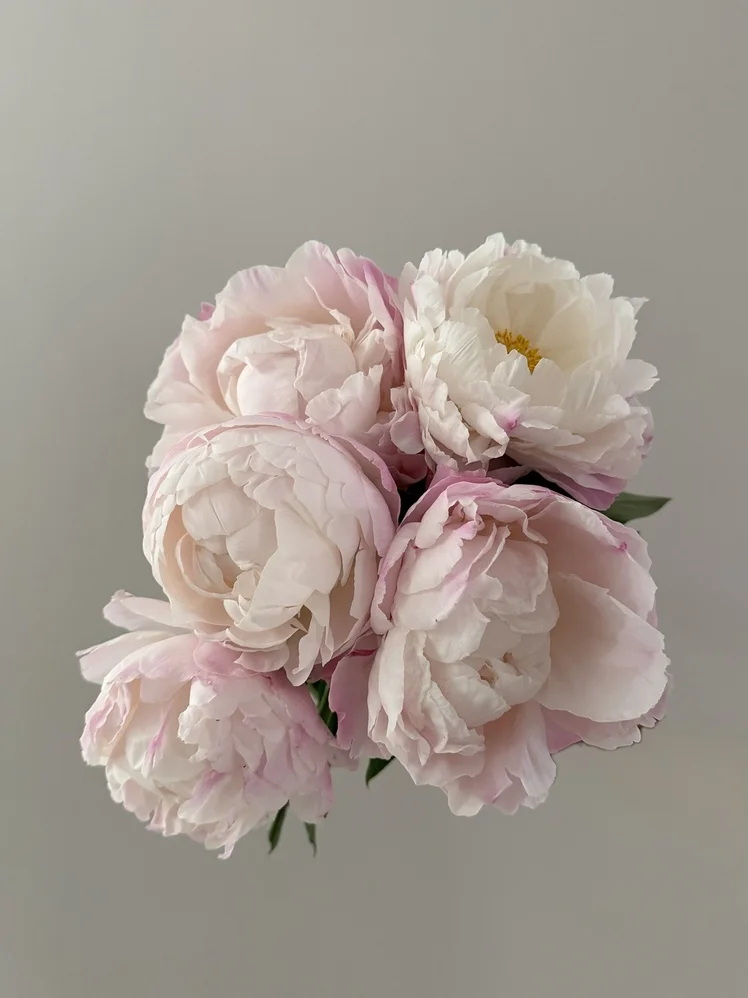 Peonia