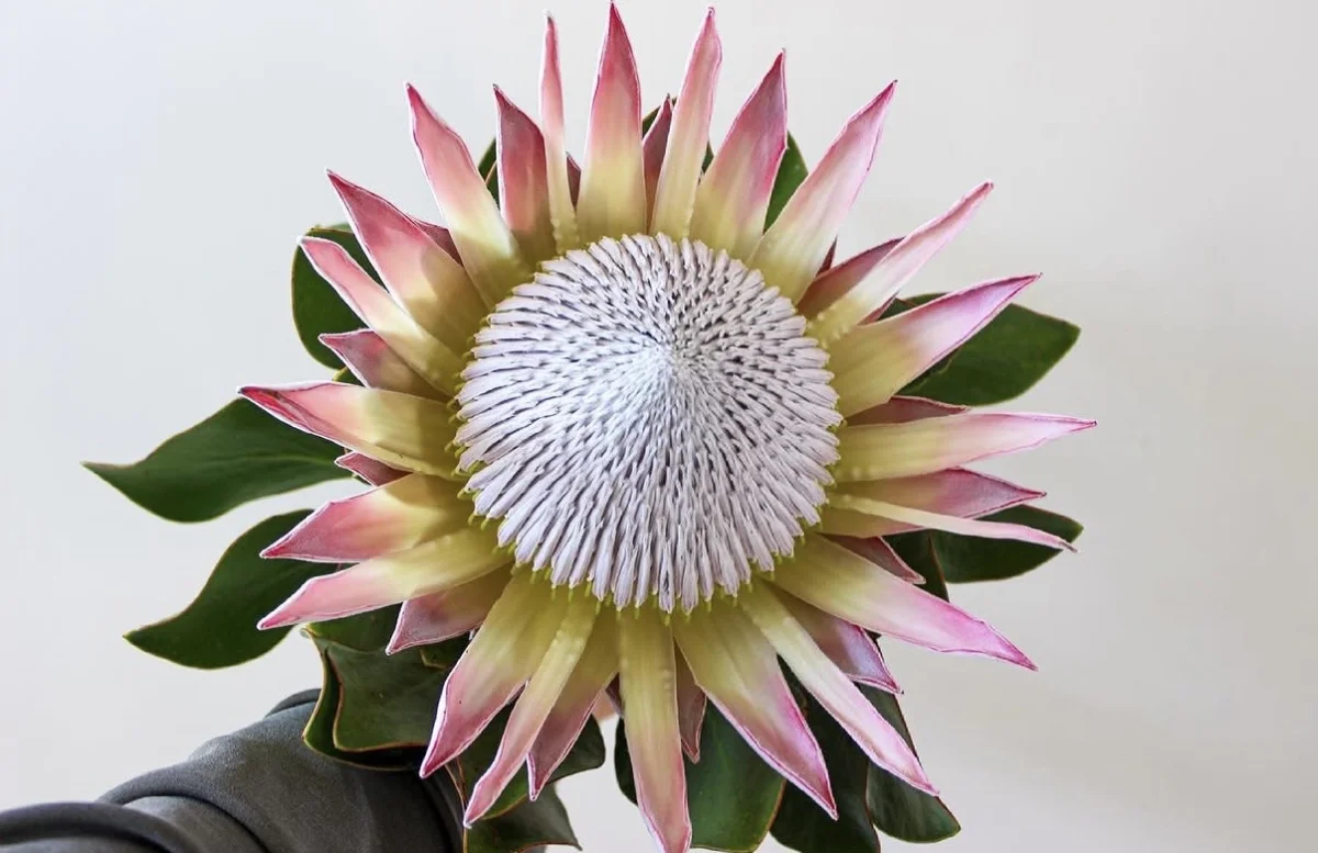 Protea King