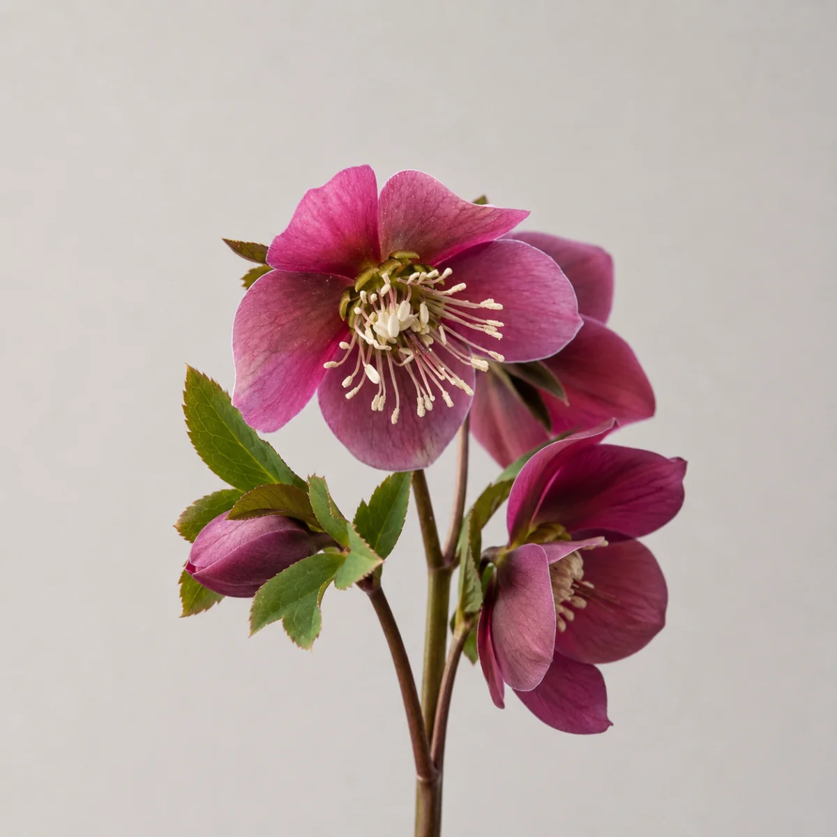 Helleborus