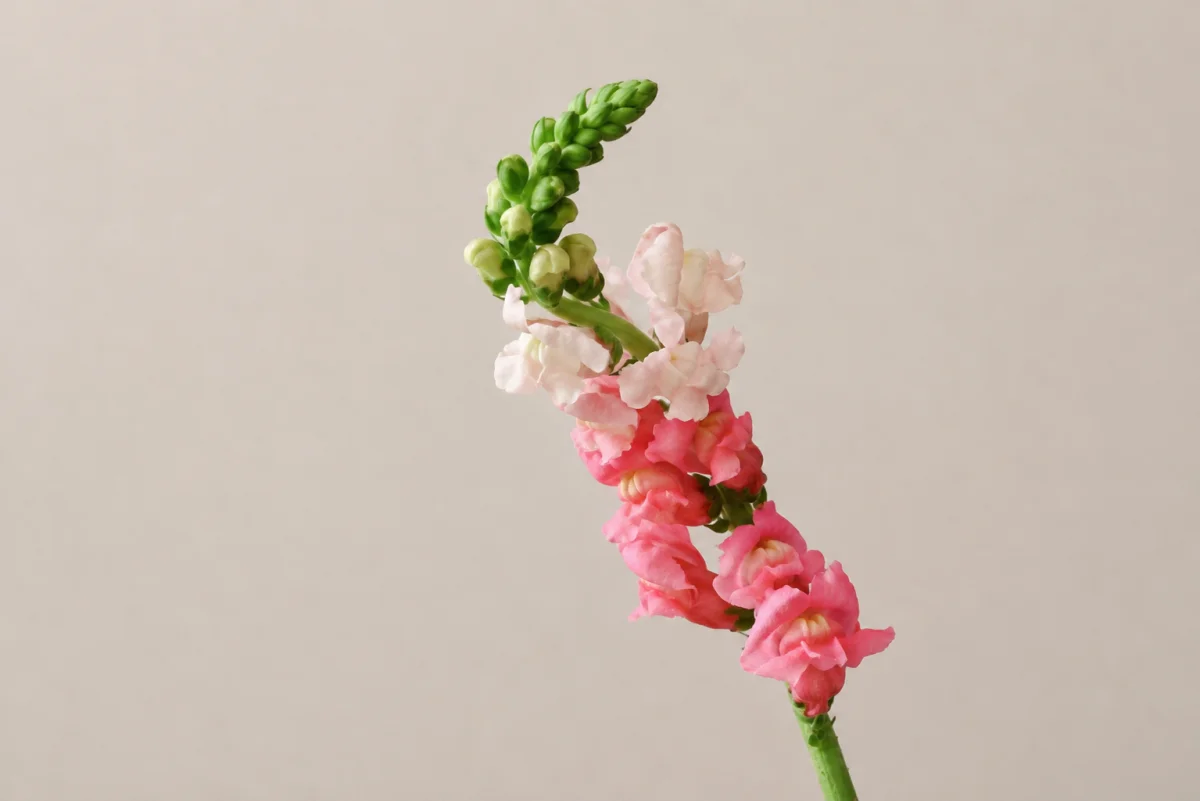Snapdragon