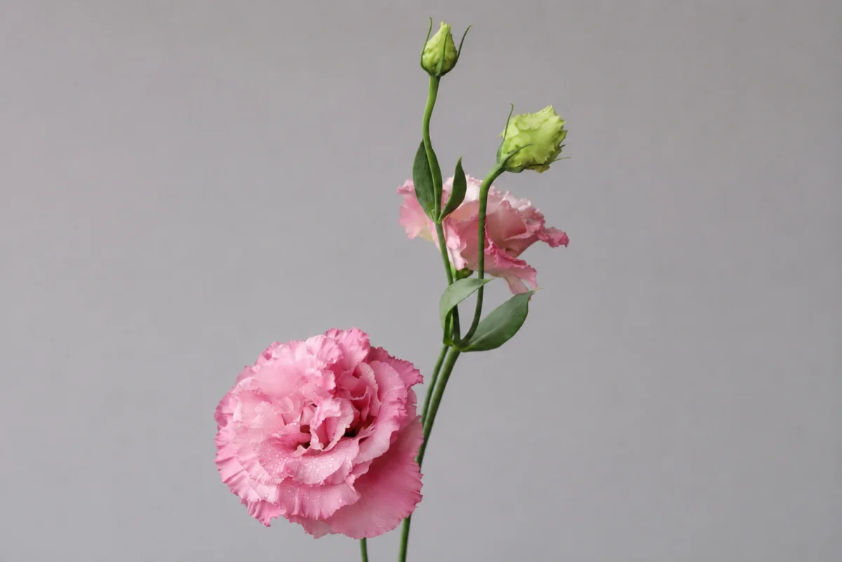 Lisianthus