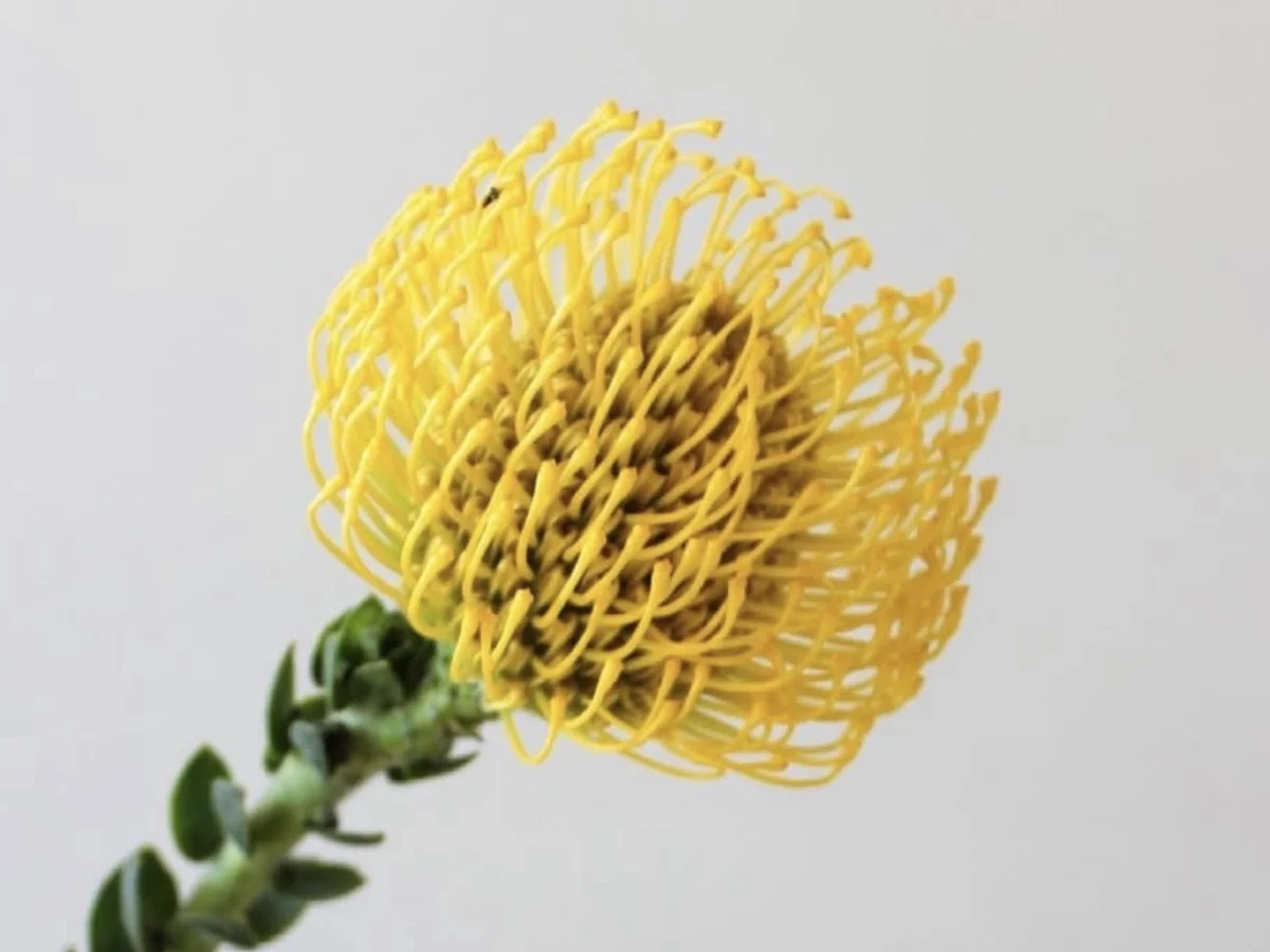 Leucospermum