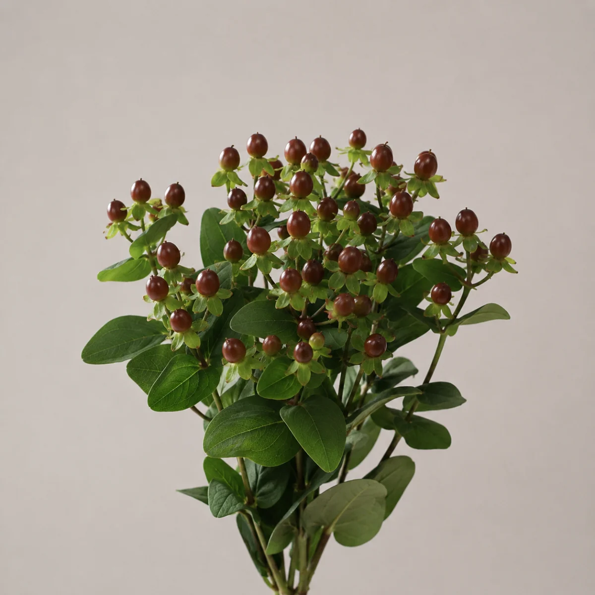 Hipericum