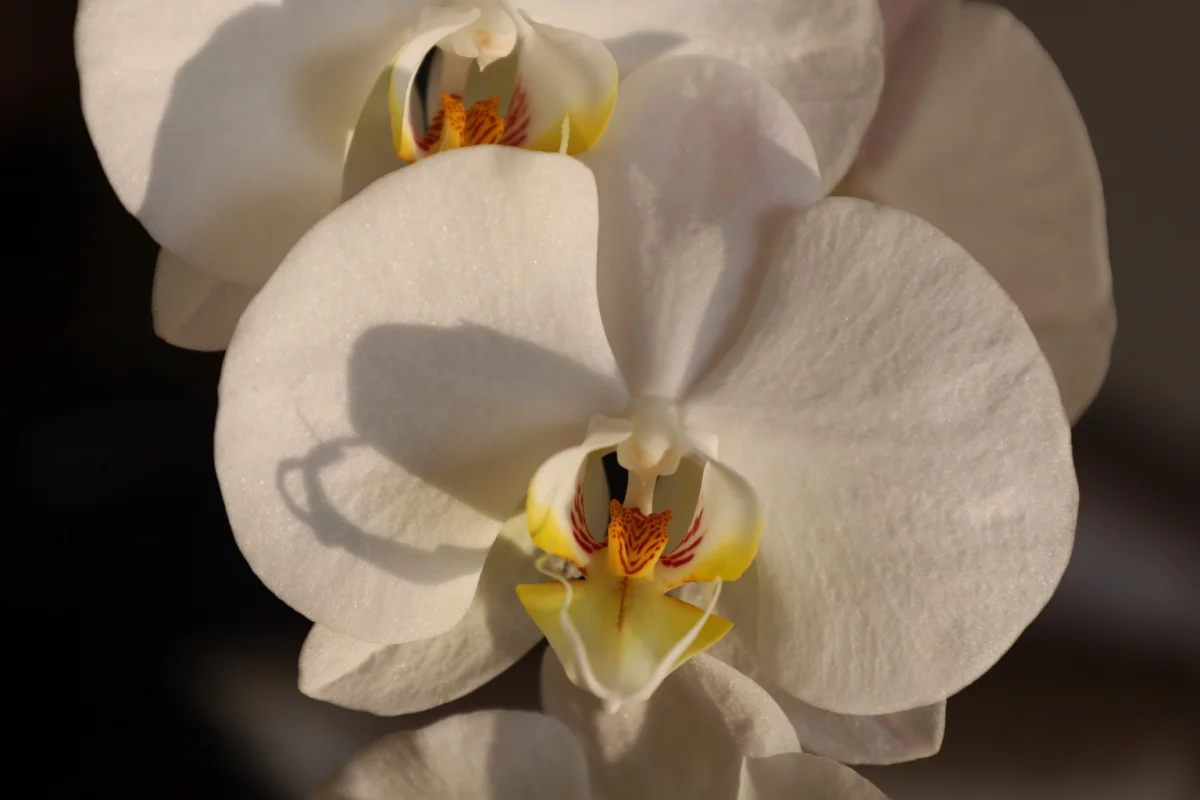 Orquídea Phalaenopsis