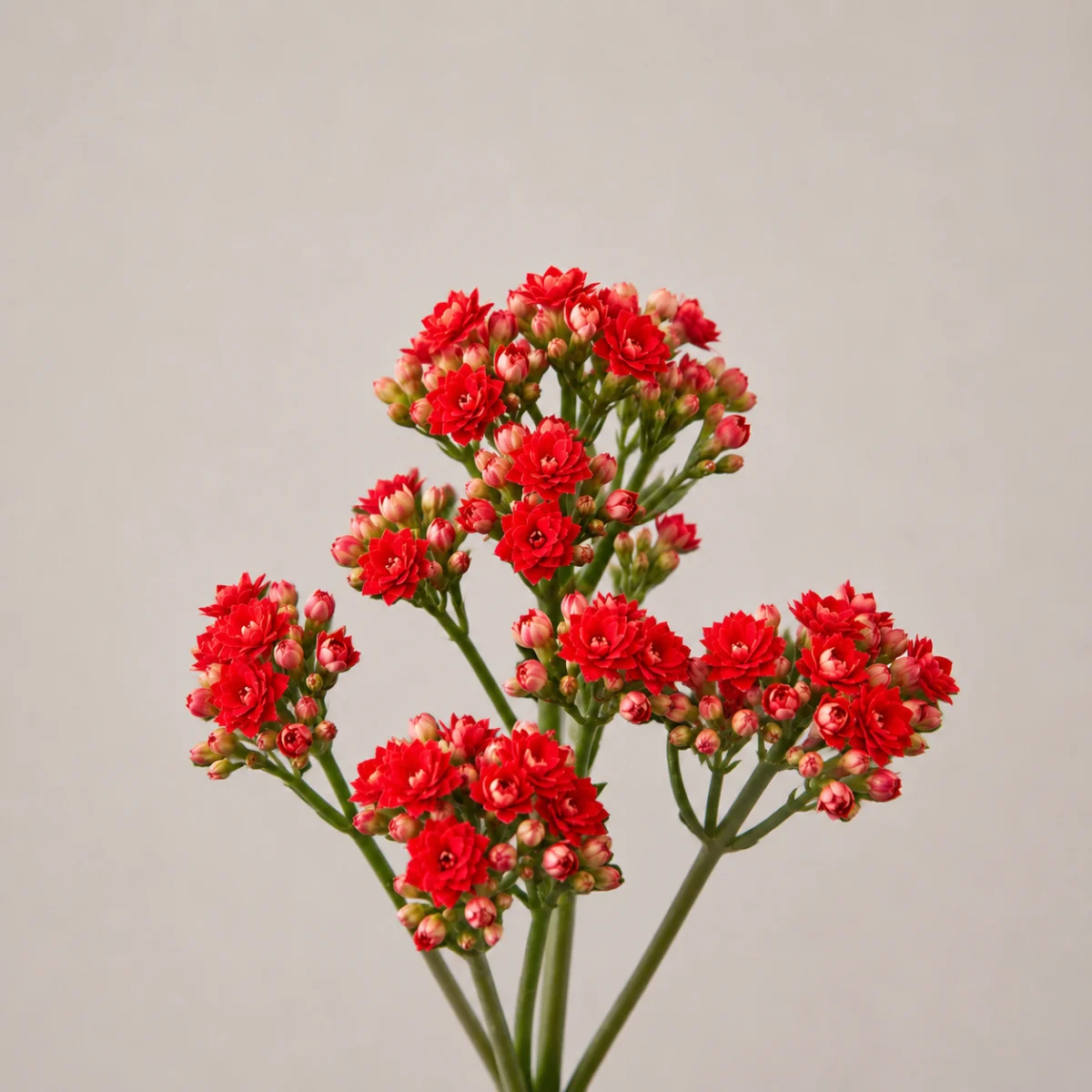 Kalanchoe