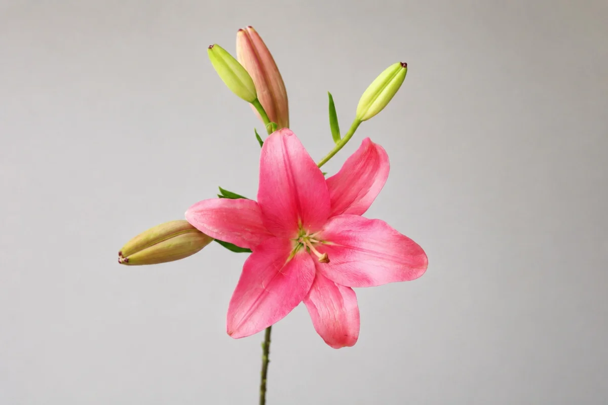Lilies