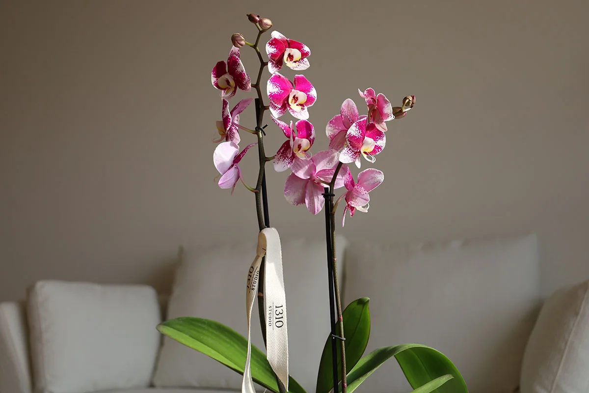 STEM