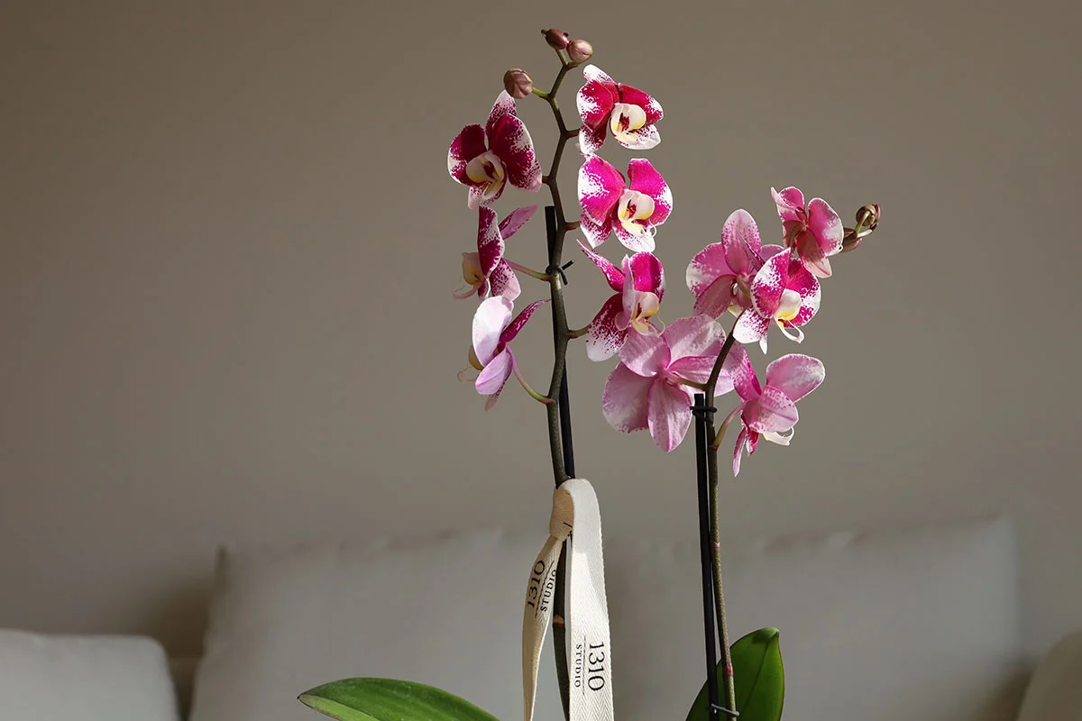 STEM