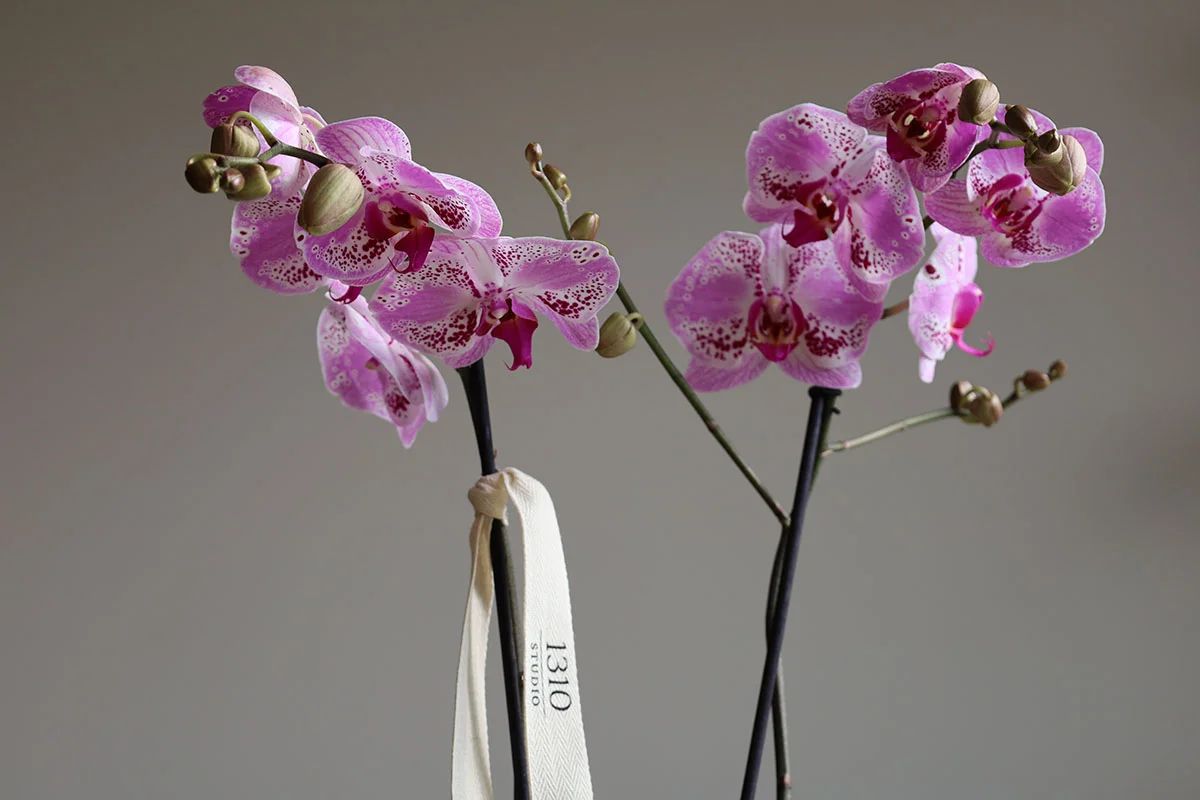 STEM