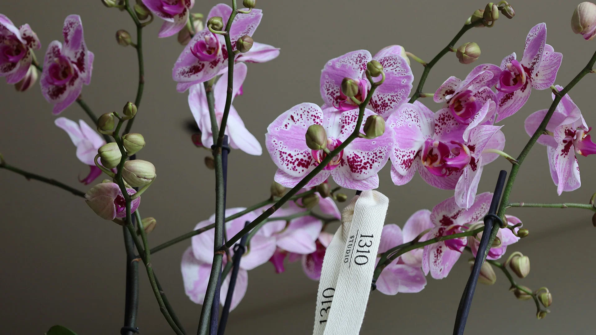 Luxury Flower Lab